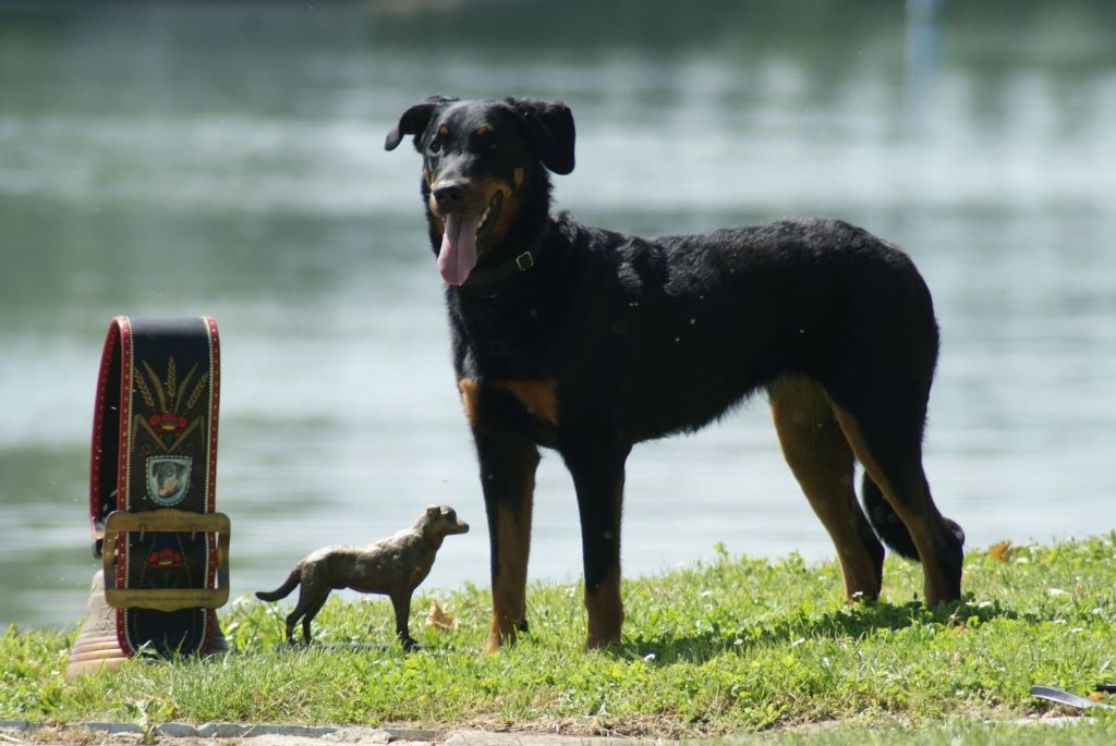 CH. Urielle Des Feux De Beltaine
