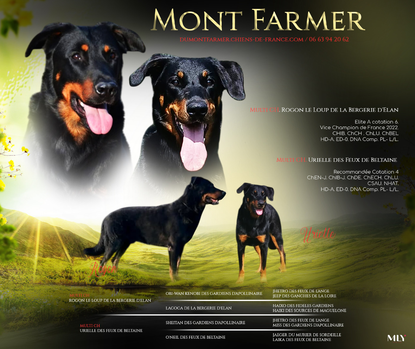 De magnifiques chiots attendus pour mi-mars 2026