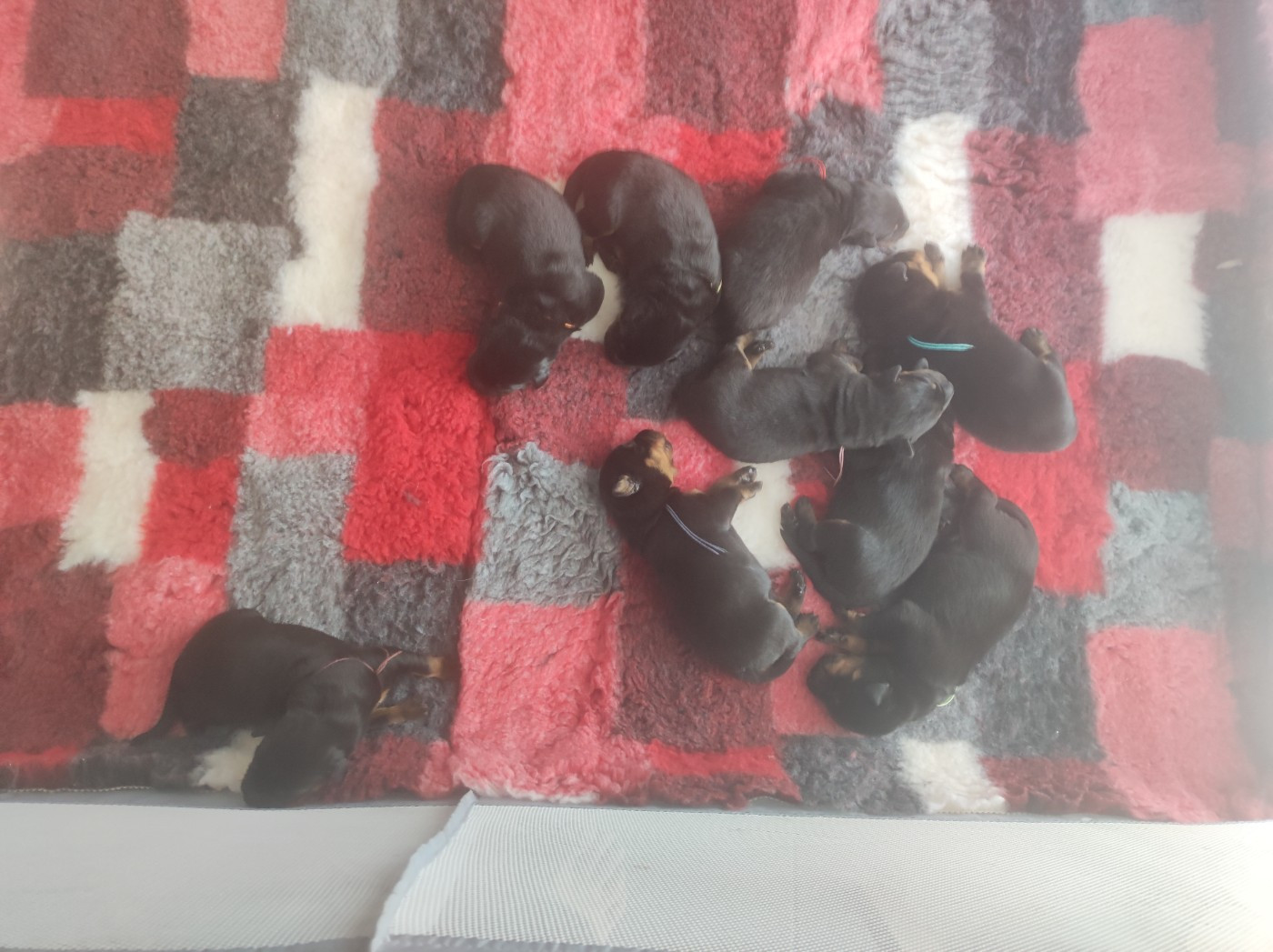 9 trésors sont nés à l'élevage