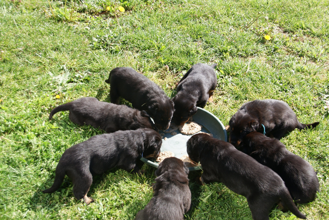 portrait des chiots 24 jours
