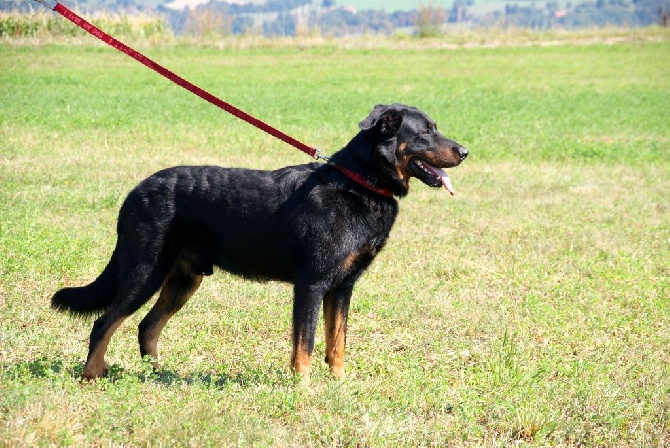 Les chiots de WW'15 Galàn du Mont Farmer