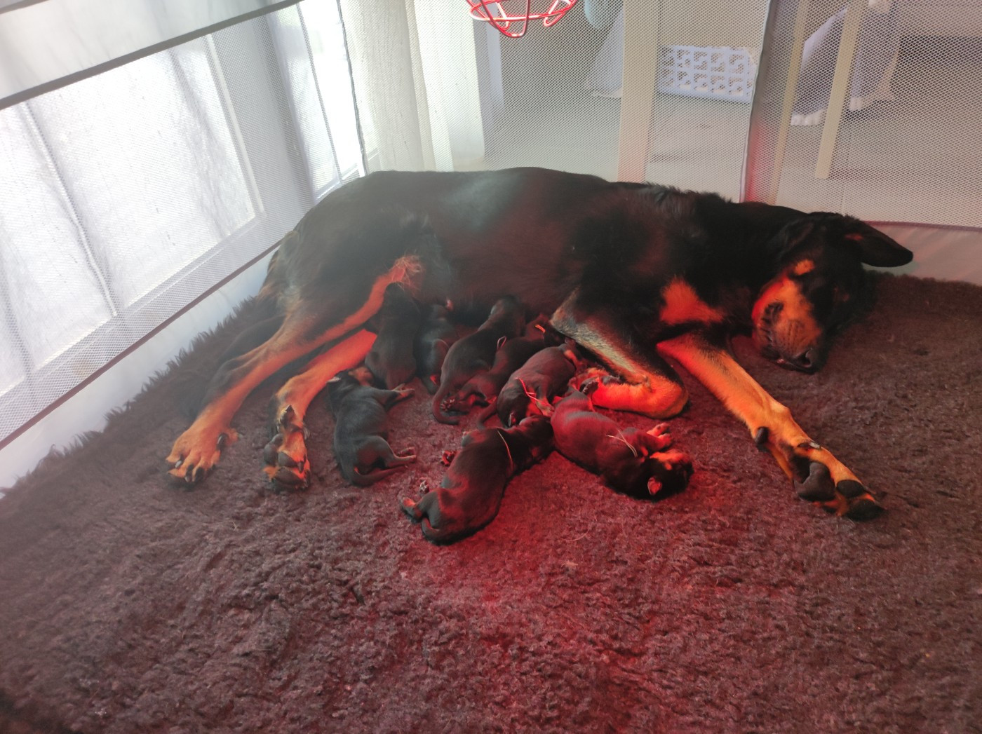Chiot Berger de Beauce Du Mont Farmer