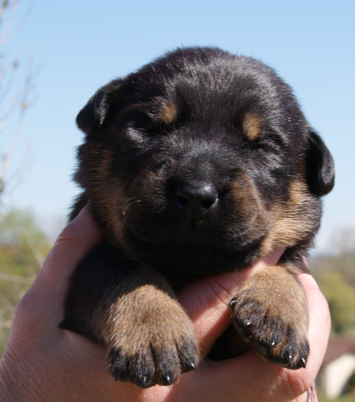 Du Mont Farmer - Chiots disponibles - Berger de Beauce