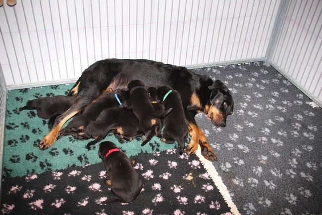 Du Mont Farmer - Berger de Beauce - Portée née le 10/09/2014